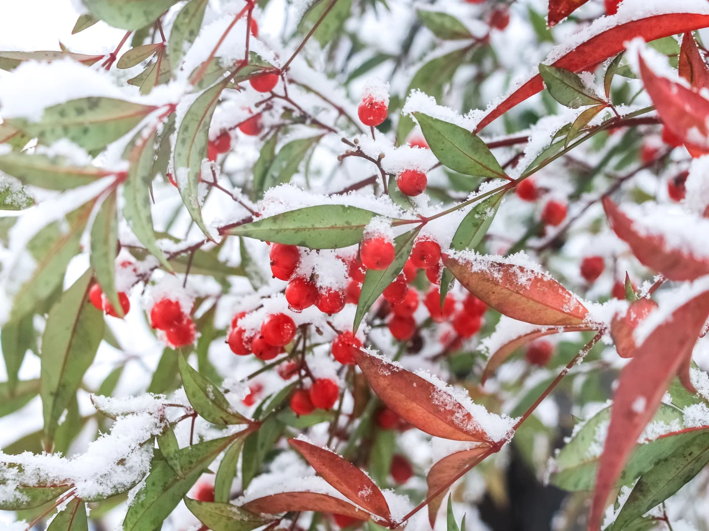 Nandina domestica sotto la neve. Le bacche ravvivano il giardino