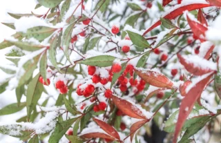 Nandina domestica sotto la neve. Le bacche ravvivano il giardino