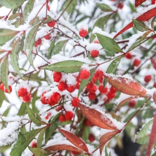 Nandina domestica sotto la neve. Le bacche ravvivano il giardino