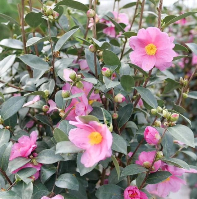 Camellia 'Just Chill Double Mauve'