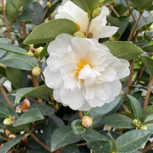 Camellia 'Just Chill Double White'