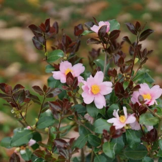 Fiori di Camellia 'Just Chill Red Tip'