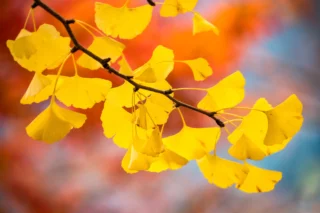 Ginkgo biloba leggenda vivente