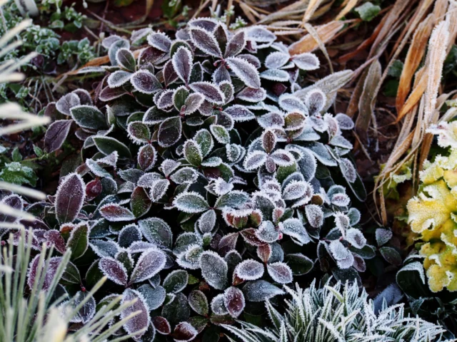 Gaultheria procumbens ricoperta di brina