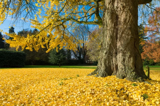 Una bellezza dorata