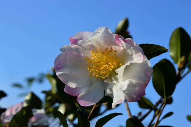 All'intensificare del freddo i petali virano gradualmente al rosa