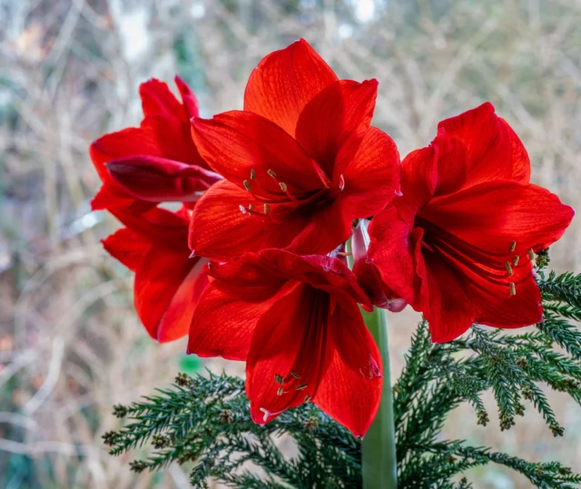 Natale, tempo di Hippeastrum