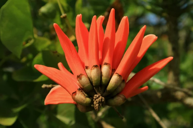 Eyrthrina caffra, oggi E. afra con la nuova tassonomia