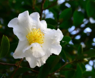 Camellia sasanqua 'Hino de Gumo'