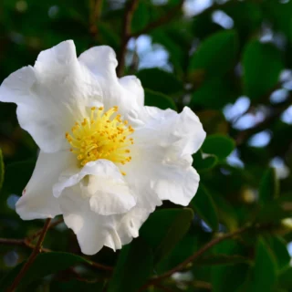 Camellia sasanqua 'Hino de Gumo'