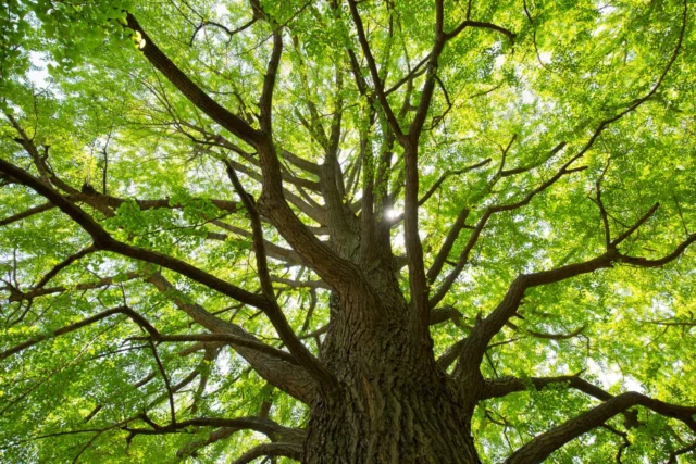 Un Ginkgo adulto