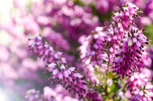 Erica carnea