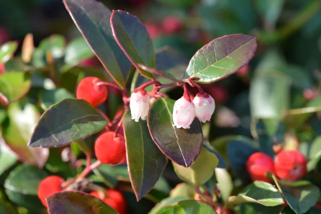 Fiori, foglie e bacche di gaultheria procumbens