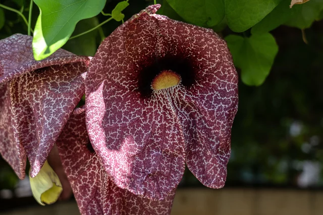 Aristolochia gigantea