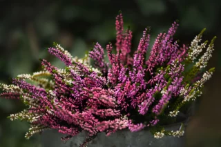 Erica e Calluna, i fiori perfetti dell'inverno