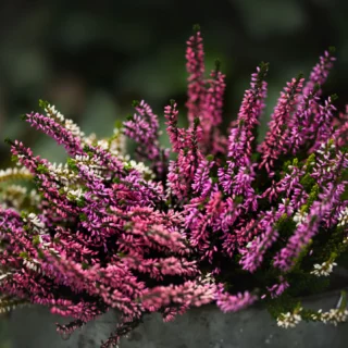 Erica e Calluna, i fiori perfetti dell'inverno