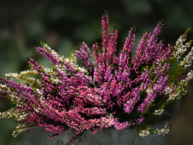 Erica e Calluna, i fiori perfetti dell'inverno