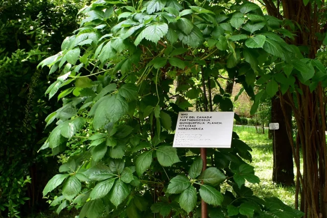 Parthenocissus quinquefolia