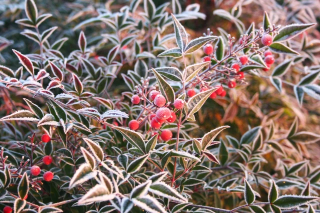 Nandina domestica nel ghiaccio