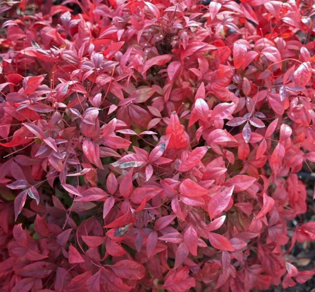 Nandina 'Fire Power' in inverno