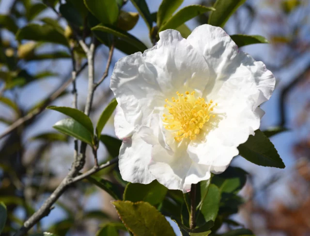 Camellia sasanqua 'Hino de Gumo'