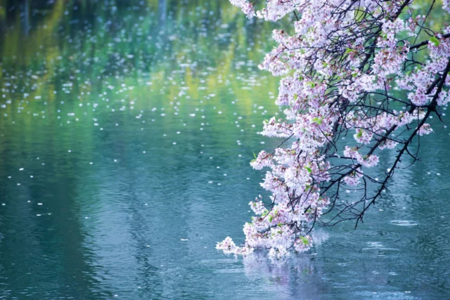 La dolcezza dei sakura, i ciliegi giapponesi in fiore