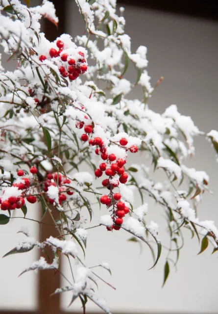 Nandina domestica in inverno