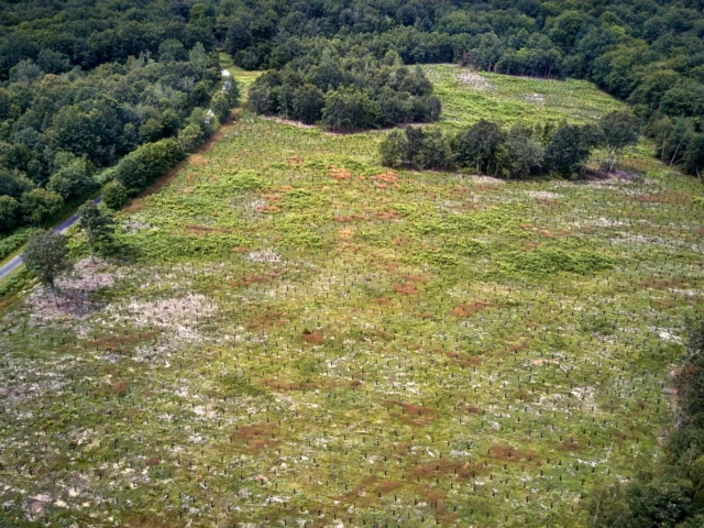 Porada, nuove piante