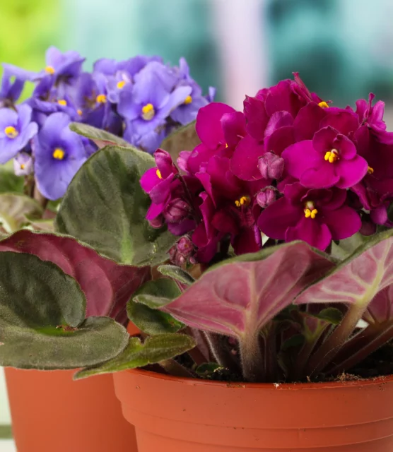 Saintpaulia o Streptocarpus ionanthus