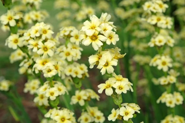 Sisyrinchium striatum