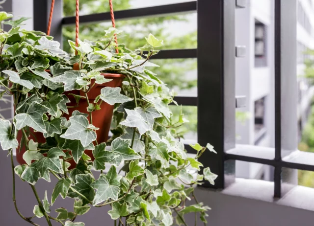 Edera a foglia piccola in vaso, sempreverdi da balcone per l'inverno