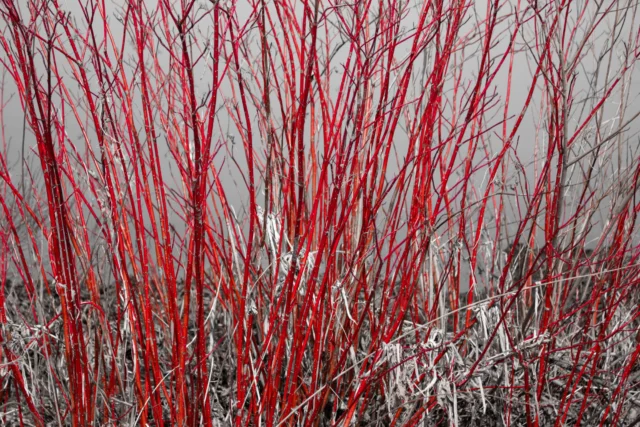 I rami invernali di Cornus sanguinea