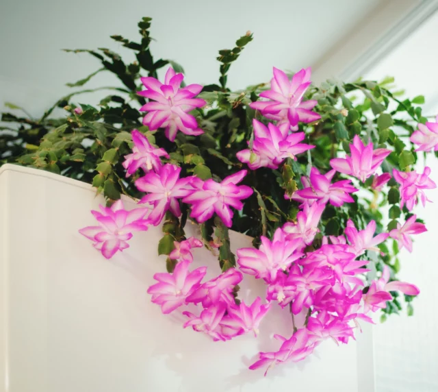 La generosa fioritura di Schlumbergera