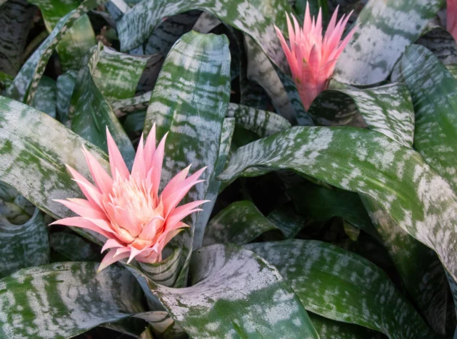 Aechmea fasciata