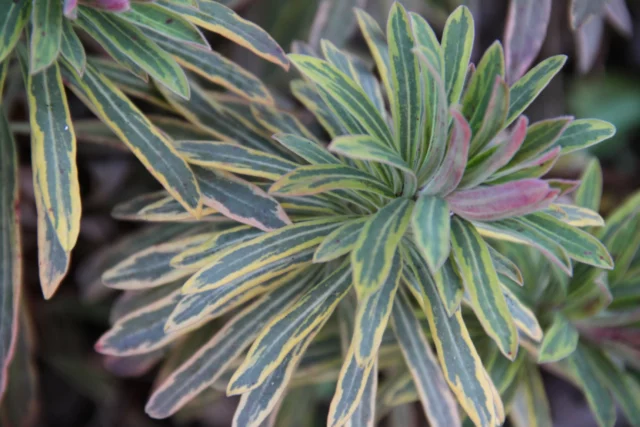 Euphorbia a foglia variegata