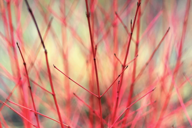 Cornus sanguinea