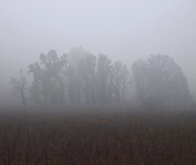 Il giardino in inverno