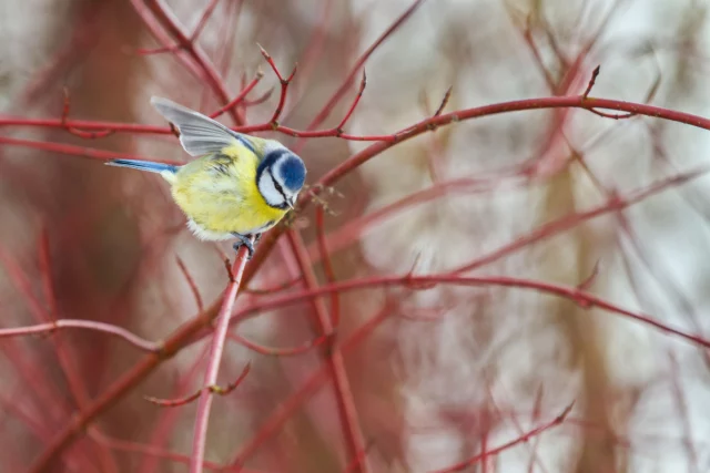 Cinciallegra su rami nudi di Cornus sanguinea