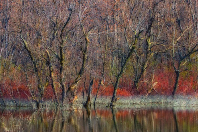 L'effetto pittorico sul paesaggio di Cornus sanguinea