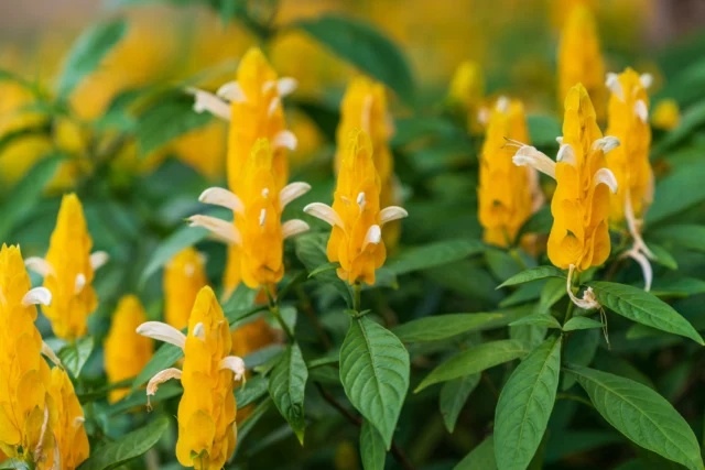 Pachystachys lutea