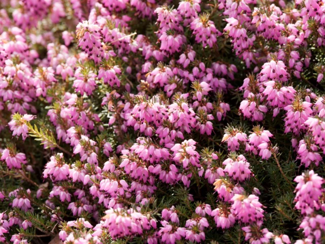 Erica darleyensis