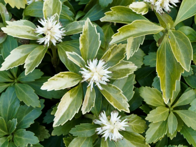 Pachysandra terminalis 'Variegata'