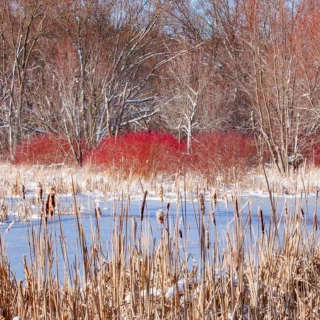 Cornus sanguinea