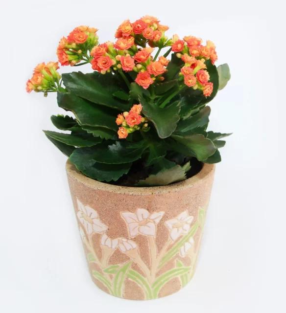 Kalanchoe blossfeldiana