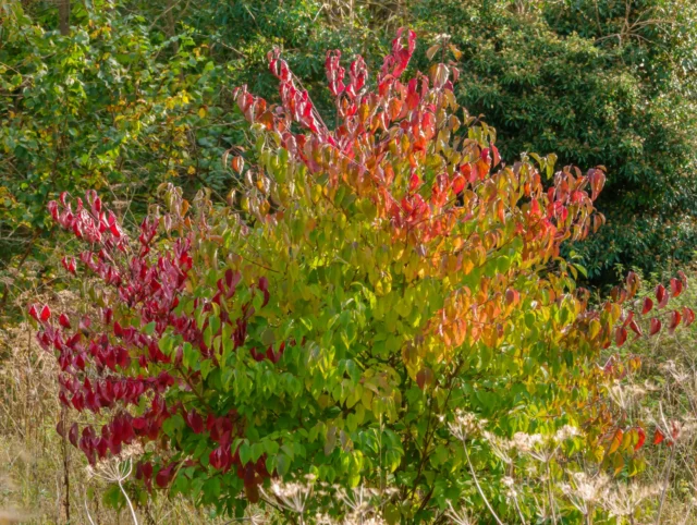 Le diverse colorazioni a inizio autunno