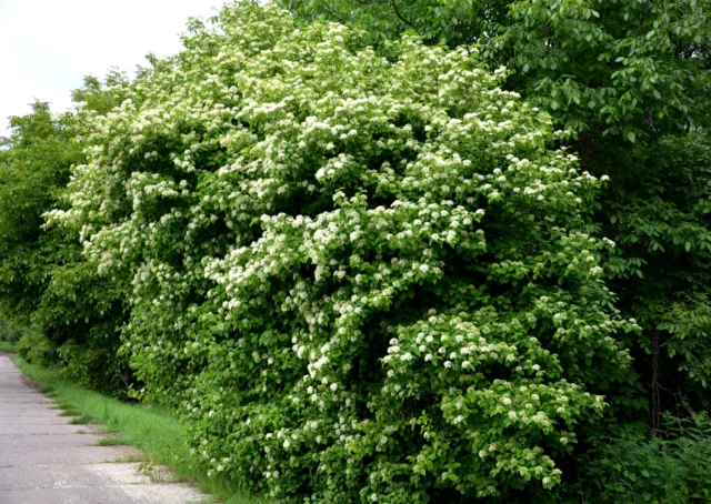 Un esemplare adulto e spontaneo di Cornus sanguinea