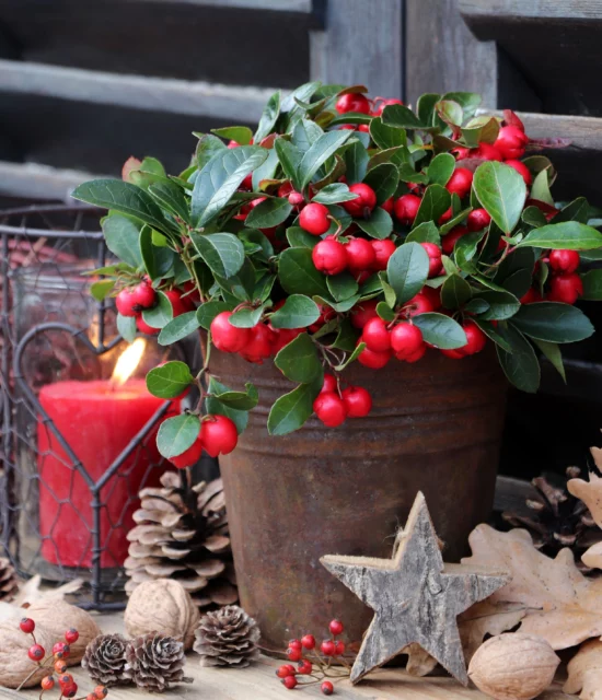 Gaultheria procumbens