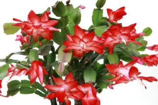 Schlumbergera