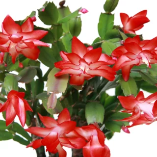 Schlumbergera