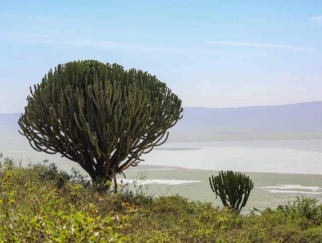 Euphorbia ingens